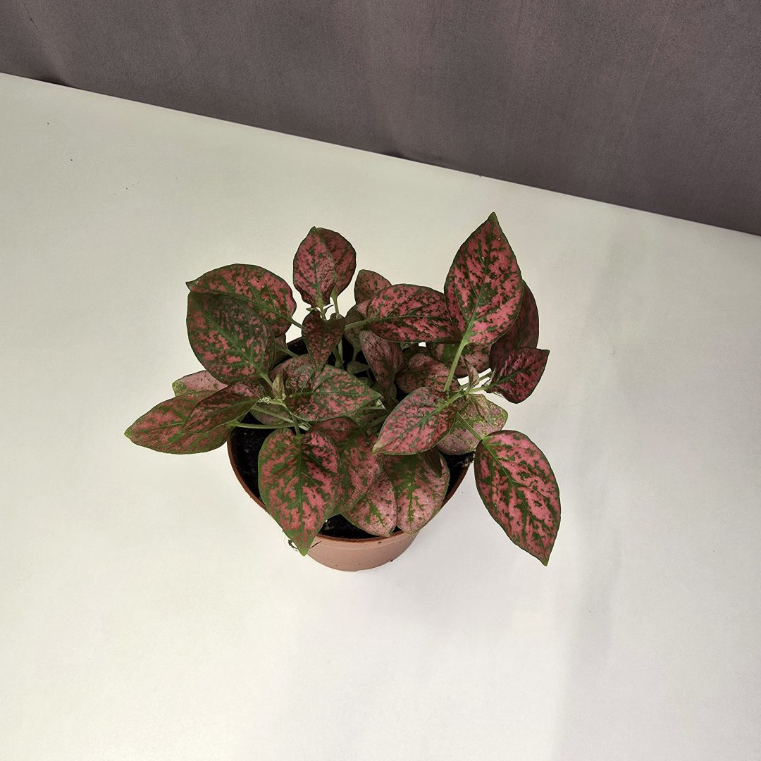 Hypoestes - Szeplősarc 10/10