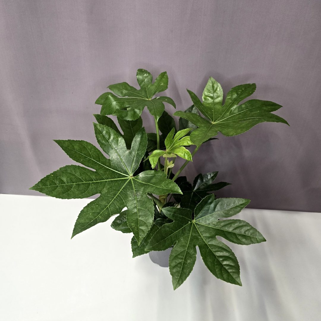 Fatsia japonica - Szobaarália 12/40