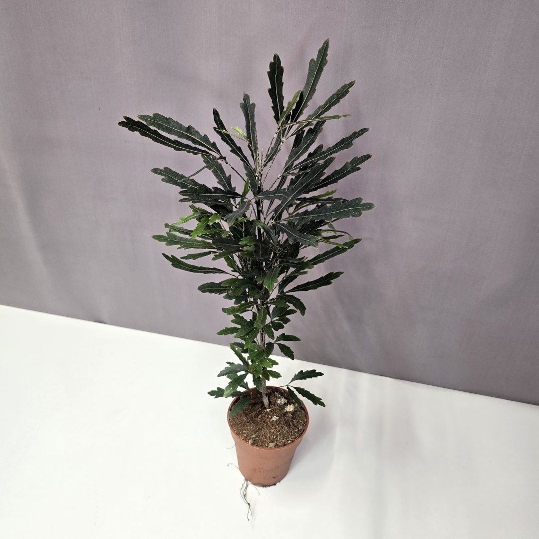 Schefflera elegantissima 'Castor' - Tenyérarália