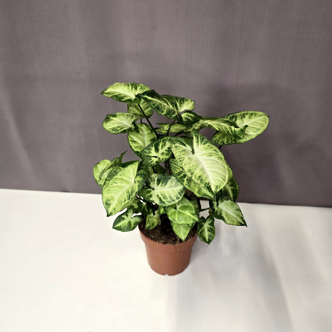 Syngonium Pixie 12/35