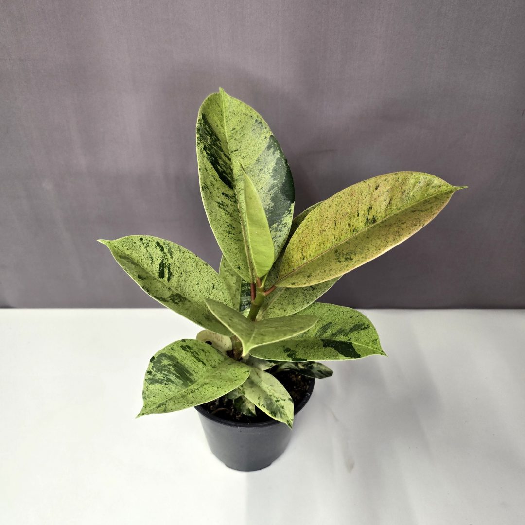 Ficus Shivereana 13/30
