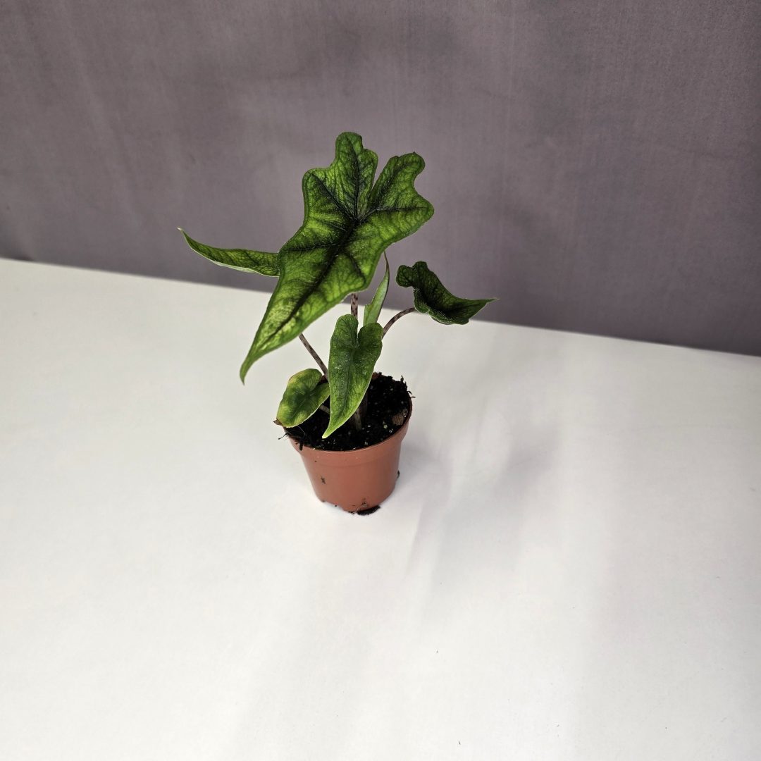 Alocasia tandurusa 'Jacklyn' mini 7/10