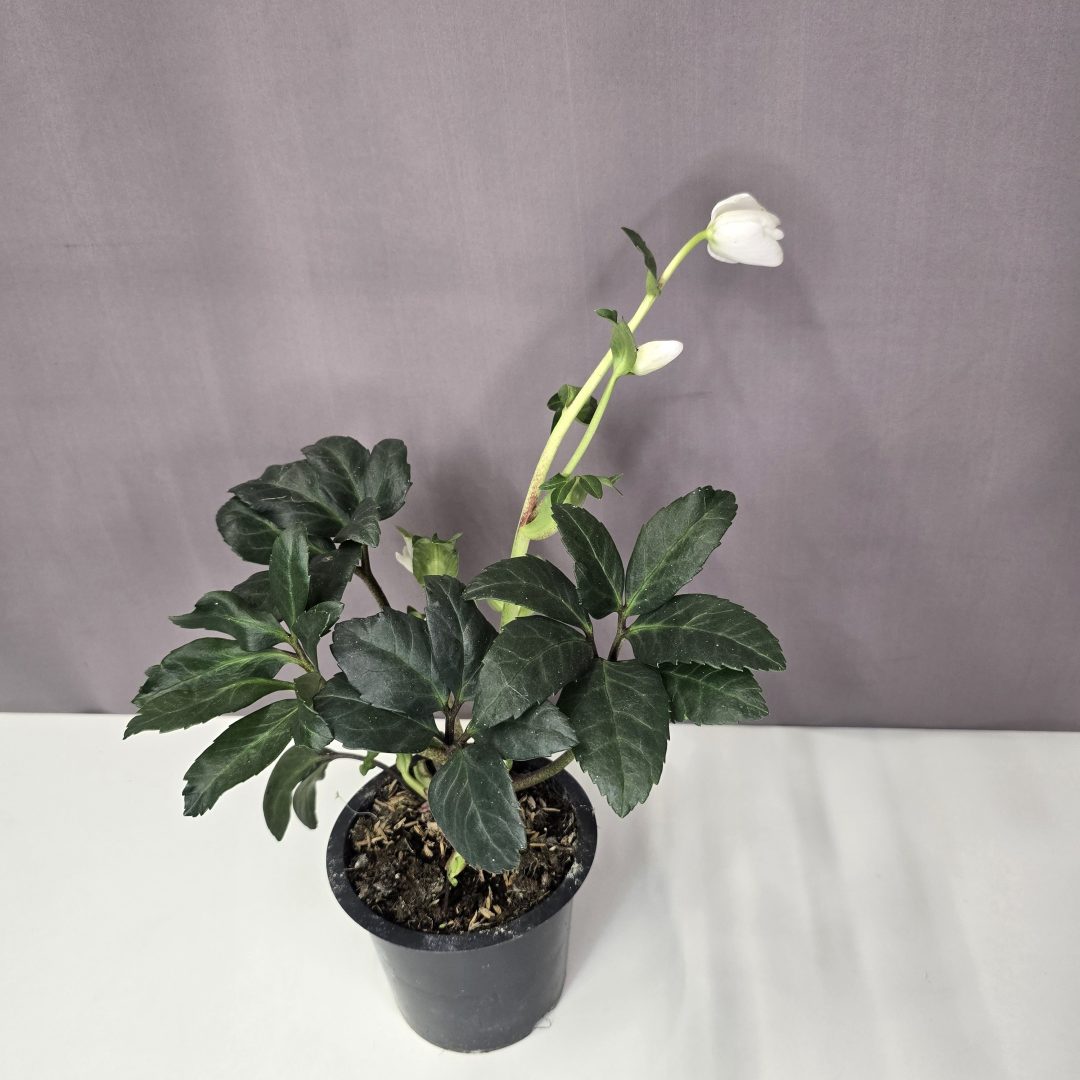 Helleborus Niger - Fekete hunyor 12/25