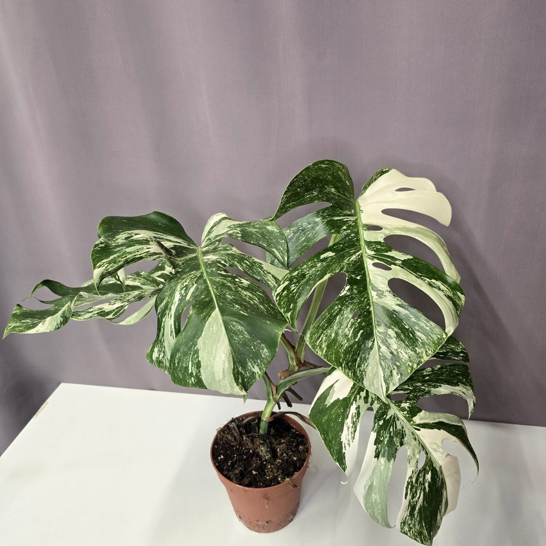 Monstera deliciosa 'Albo Variegata' Nr.1