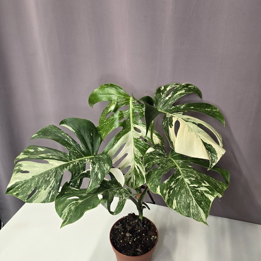 Monstera deliciosa 'Albo Variegata' Nr.2