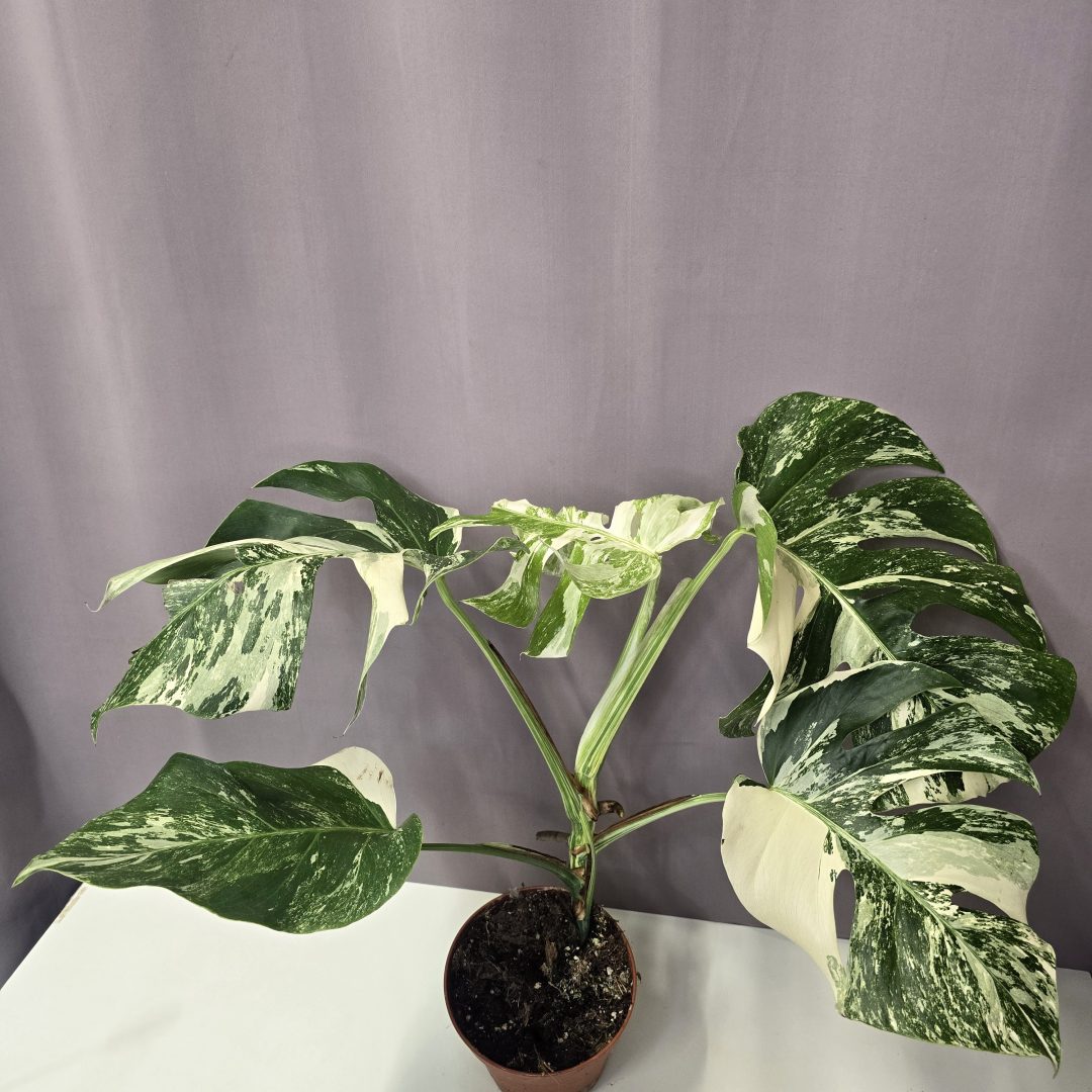Monstera deliciosa 'Albo Variegata' Nr3.