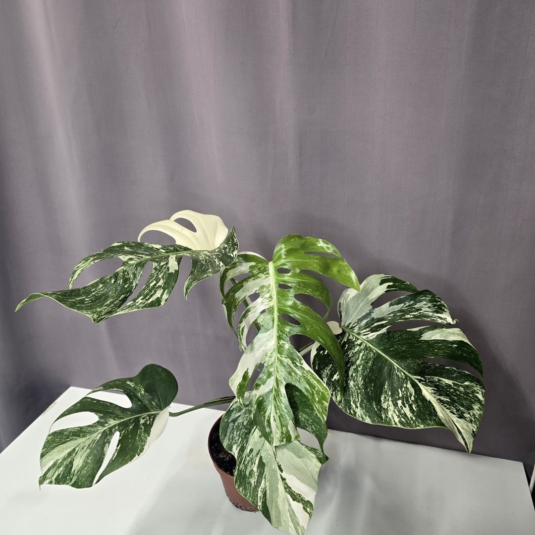 Monstera deliciosa 'Albo Variegata' Nr4.