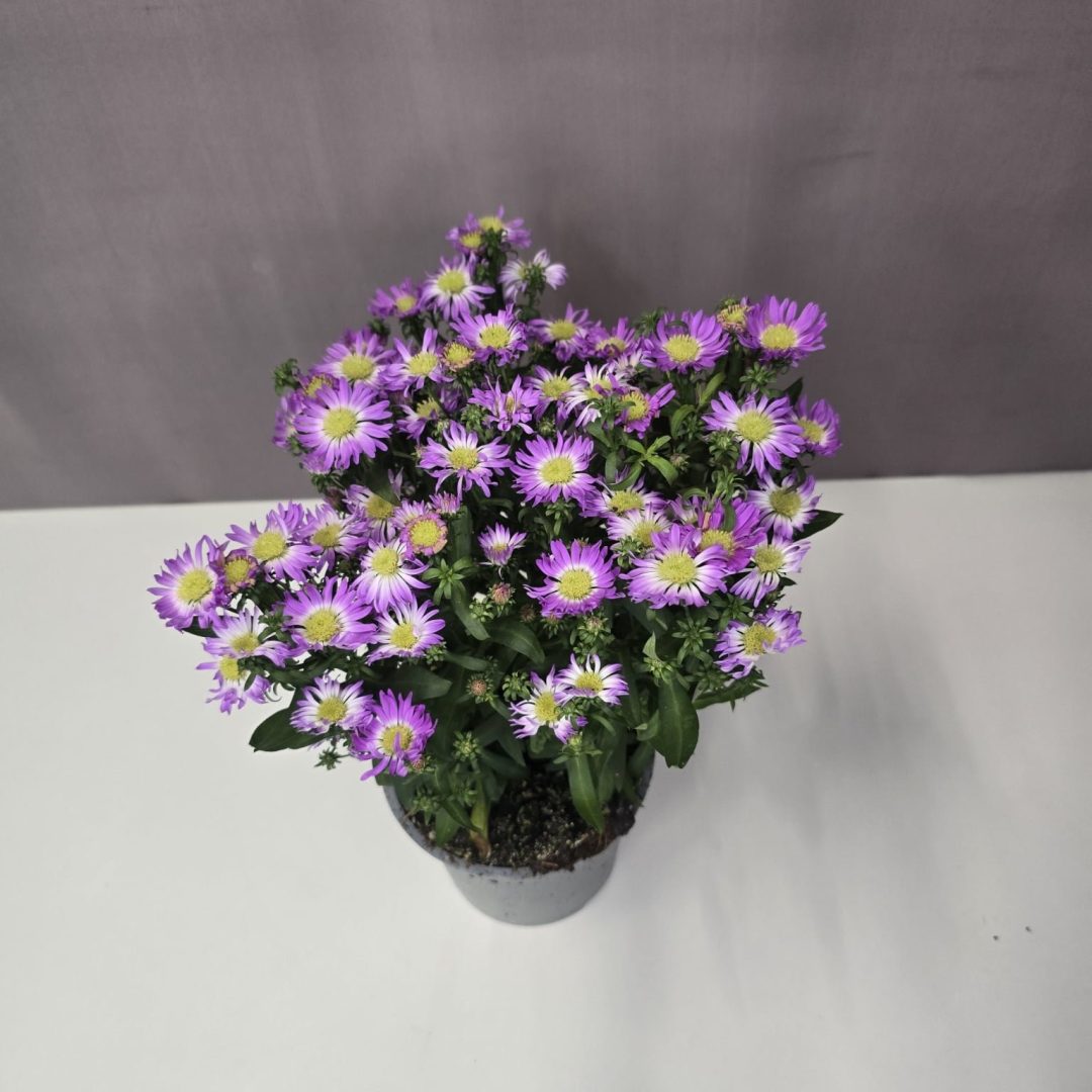 Aster - Rózsaszín őszirózsa 12/30
