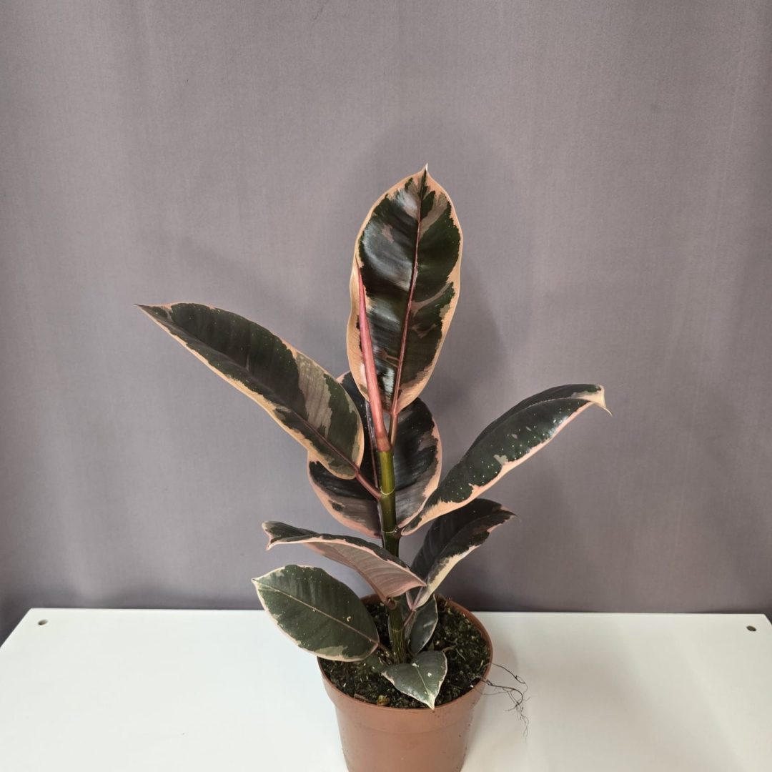 Ficus elastica 'Belize' 12/35
