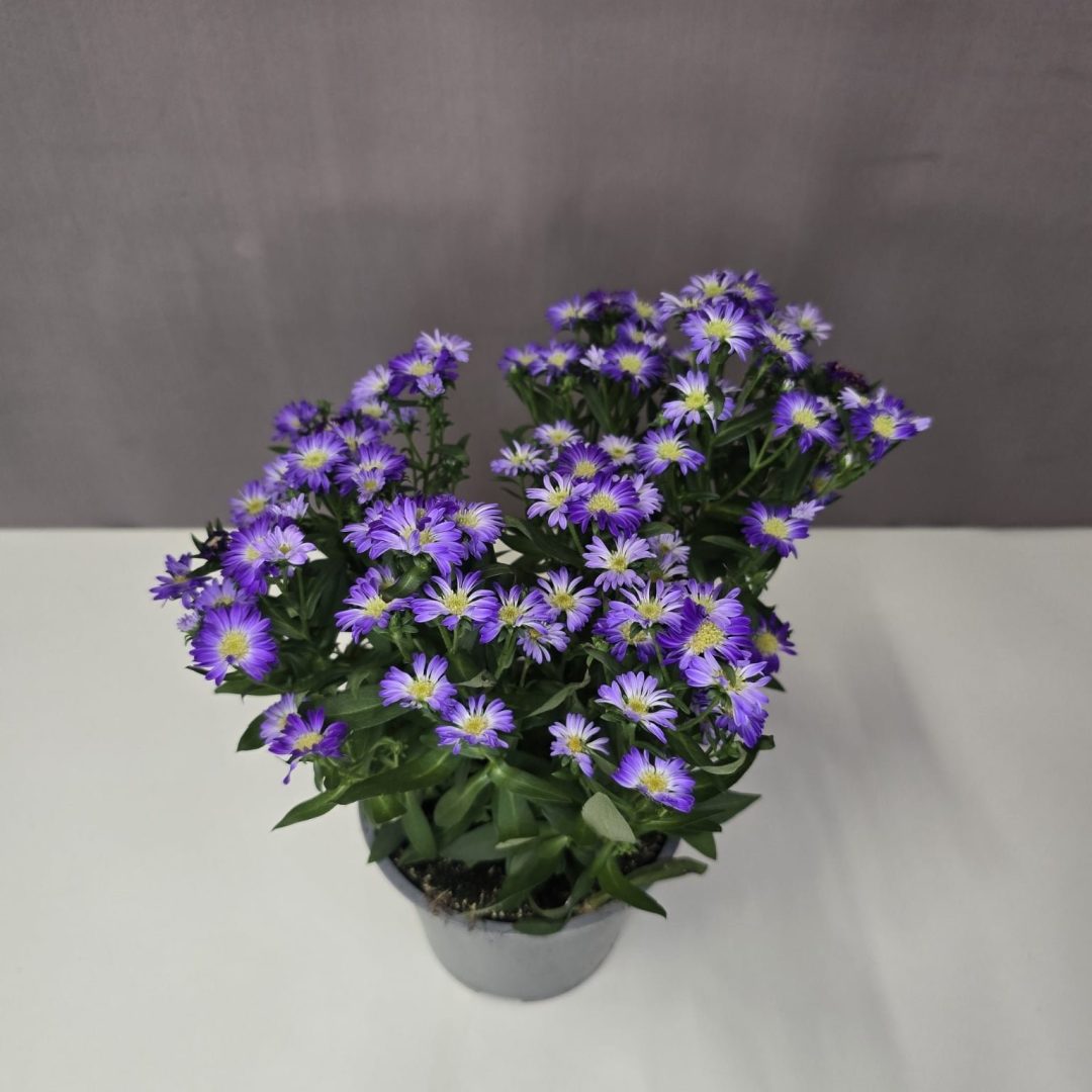 Aster - Lila őszirózsa 12/30
