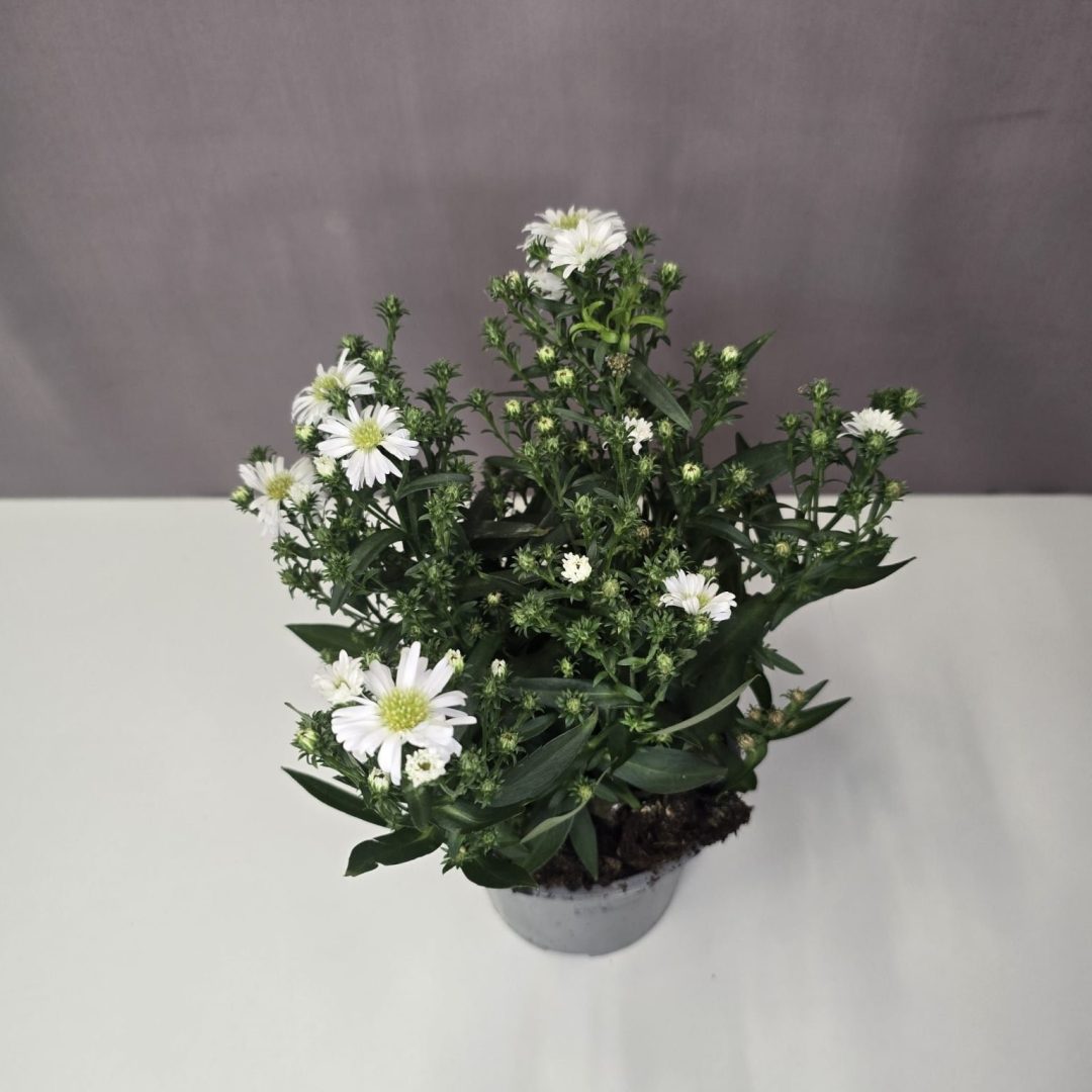 Aster - Fehér őszirózsa 12/30