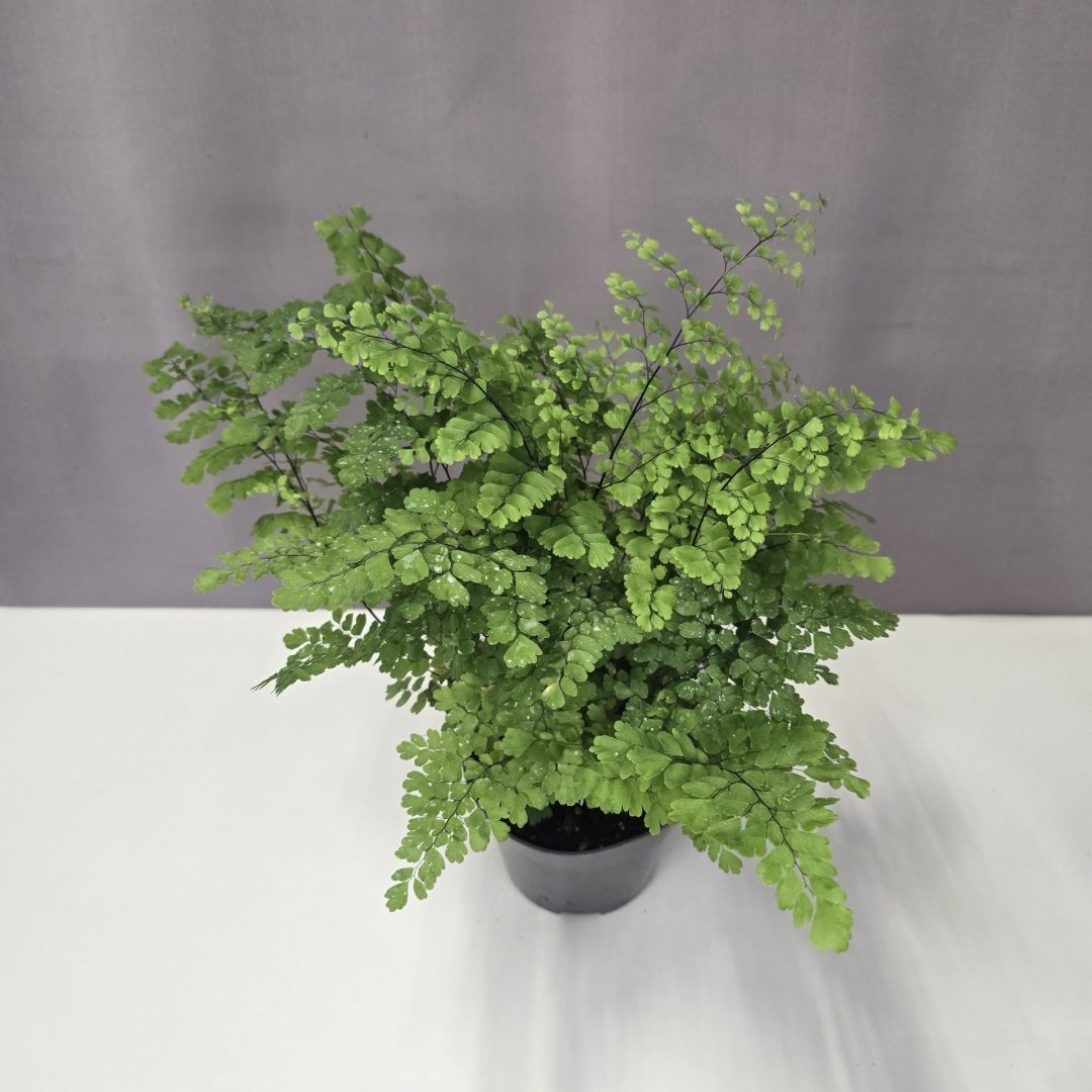 Adiantum raddianum 'Fragrans' - Vénuszfodorka 12/30
