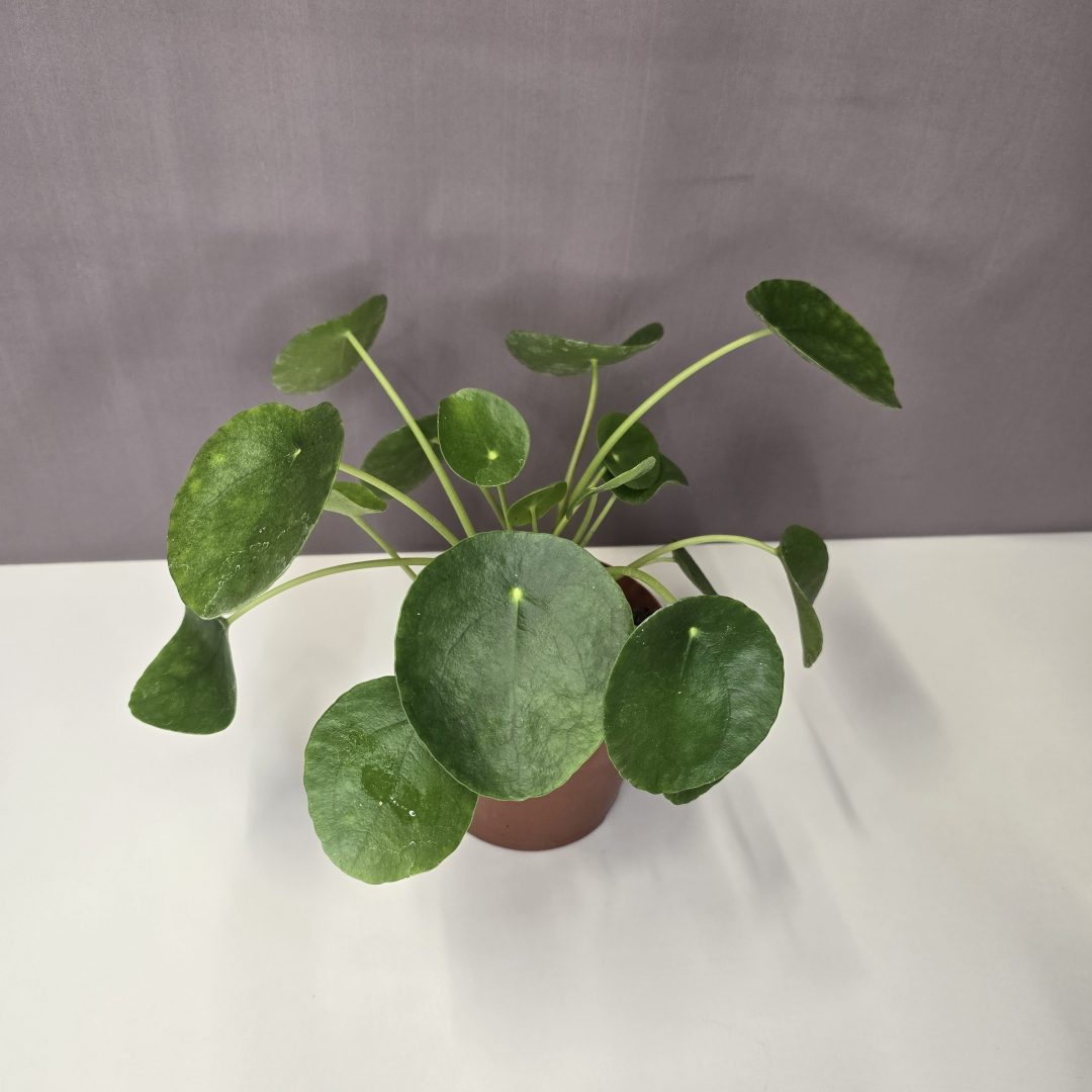 Pilea peperomiodes - Pénzlevelű pilea 13/20