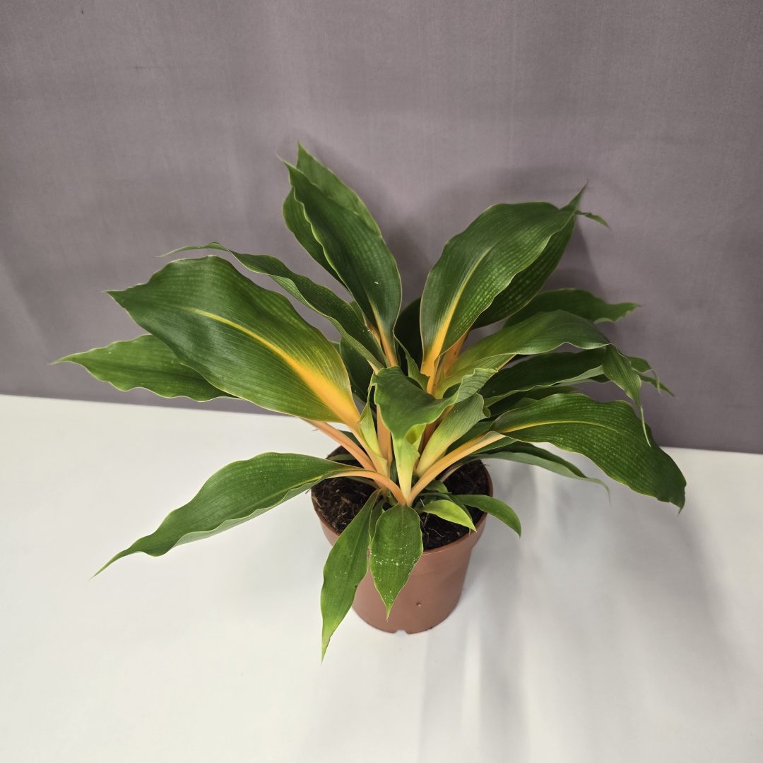 Narancsvulkán - Chlorophytum orchidastrum 'Green Orange' 12/30