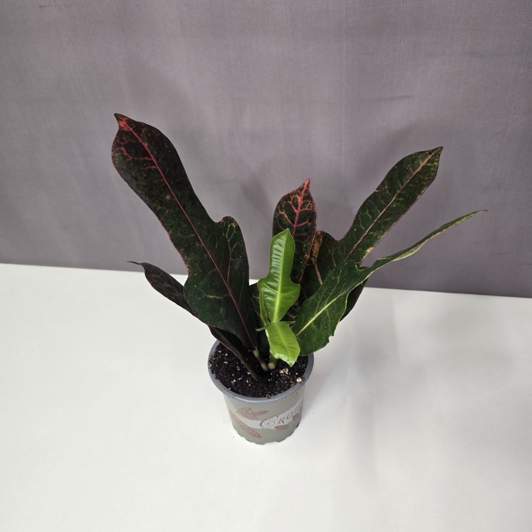 Croton mini 9/20