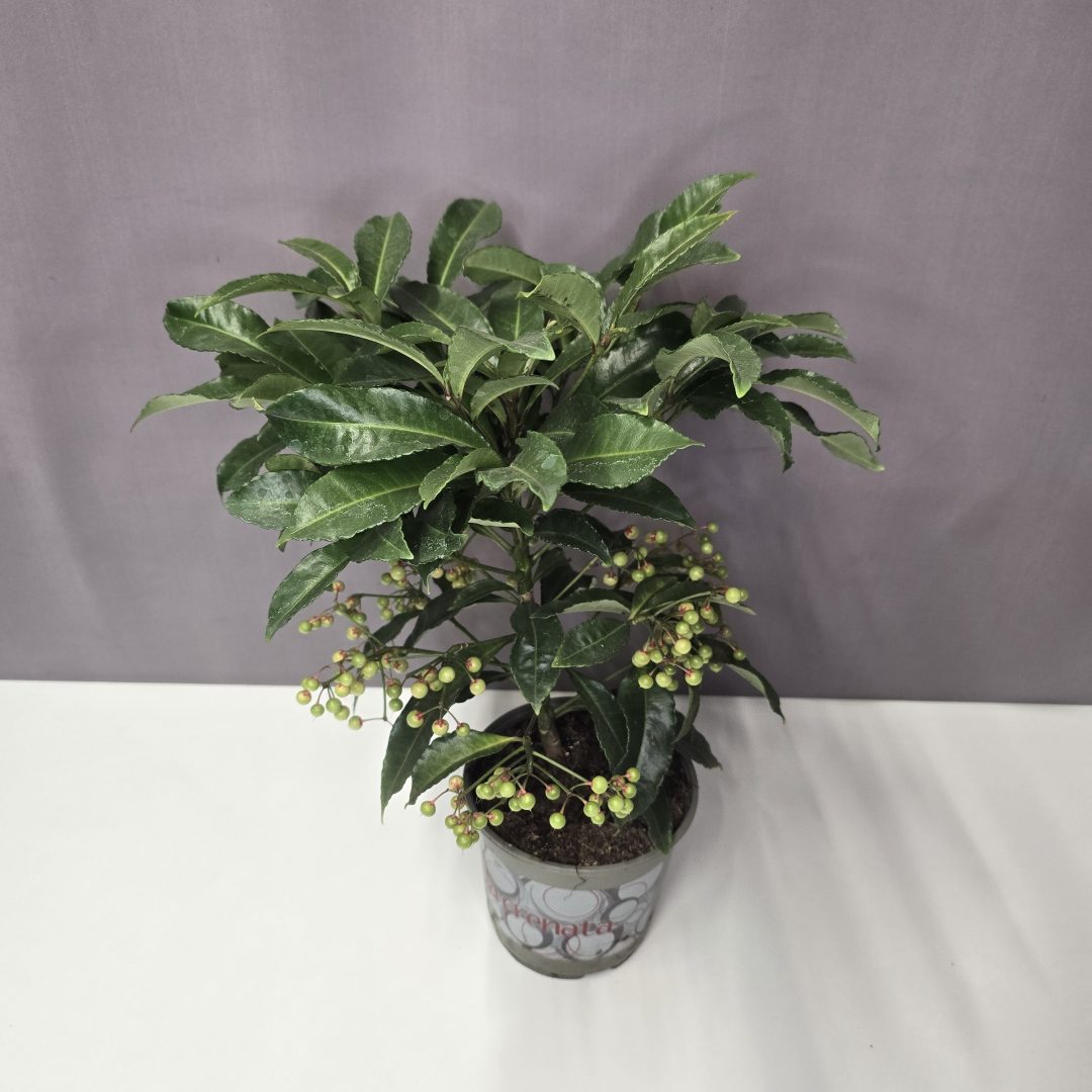 Ardisia - Csipkés csúcsvirág 14/40