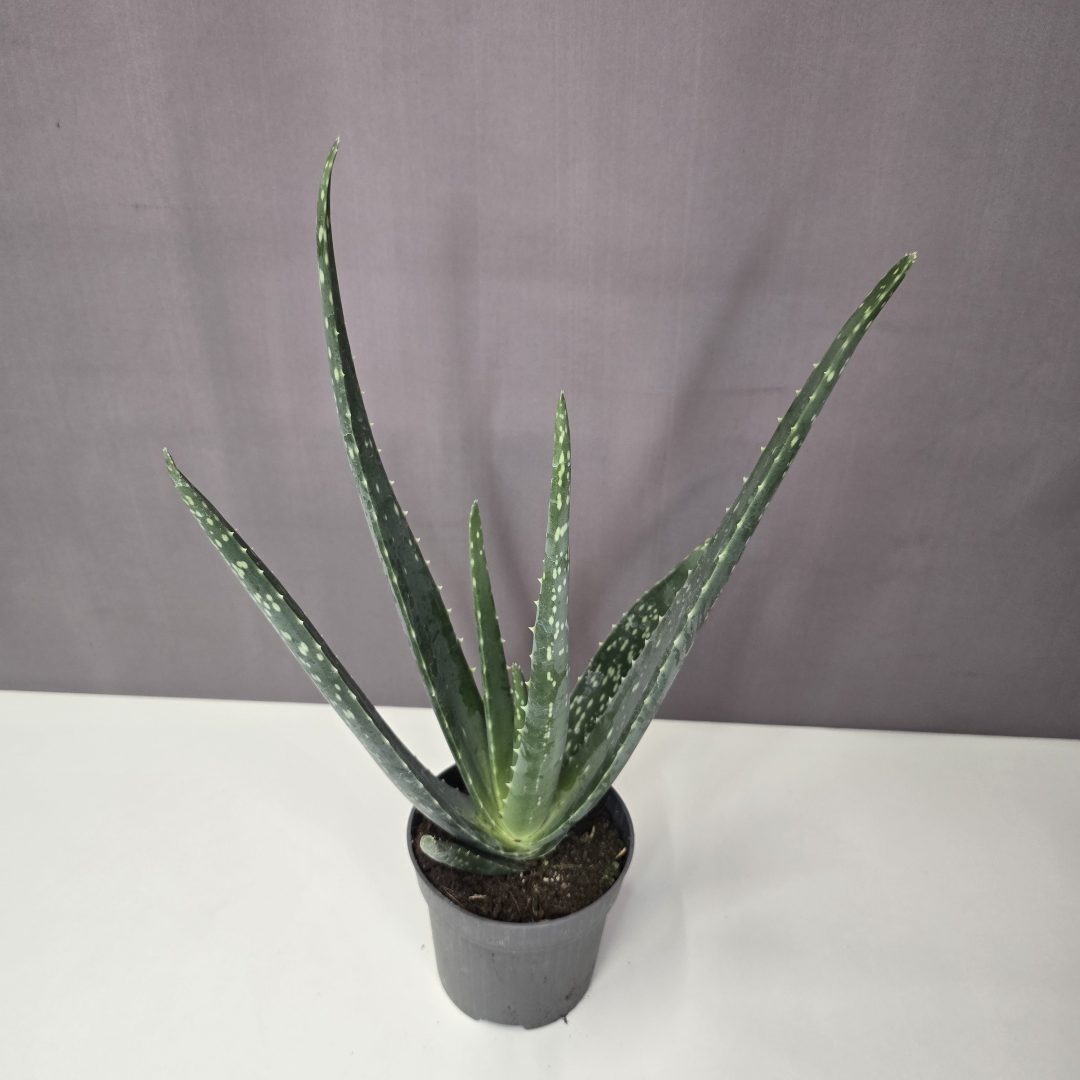 Aloe Vera 10/35