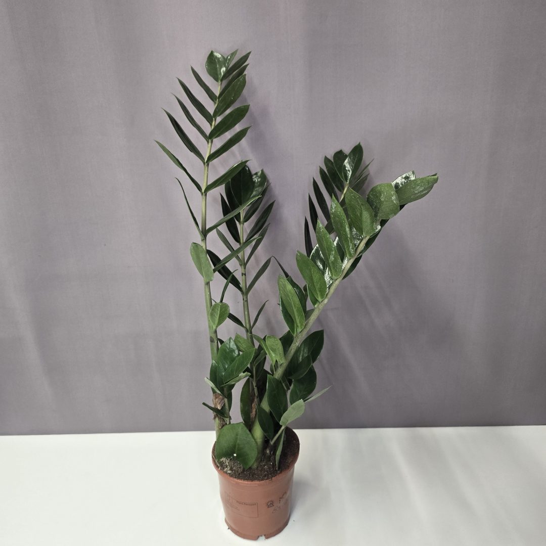 Agglegény pálma – Zamioculcas zamiifolia 12/45