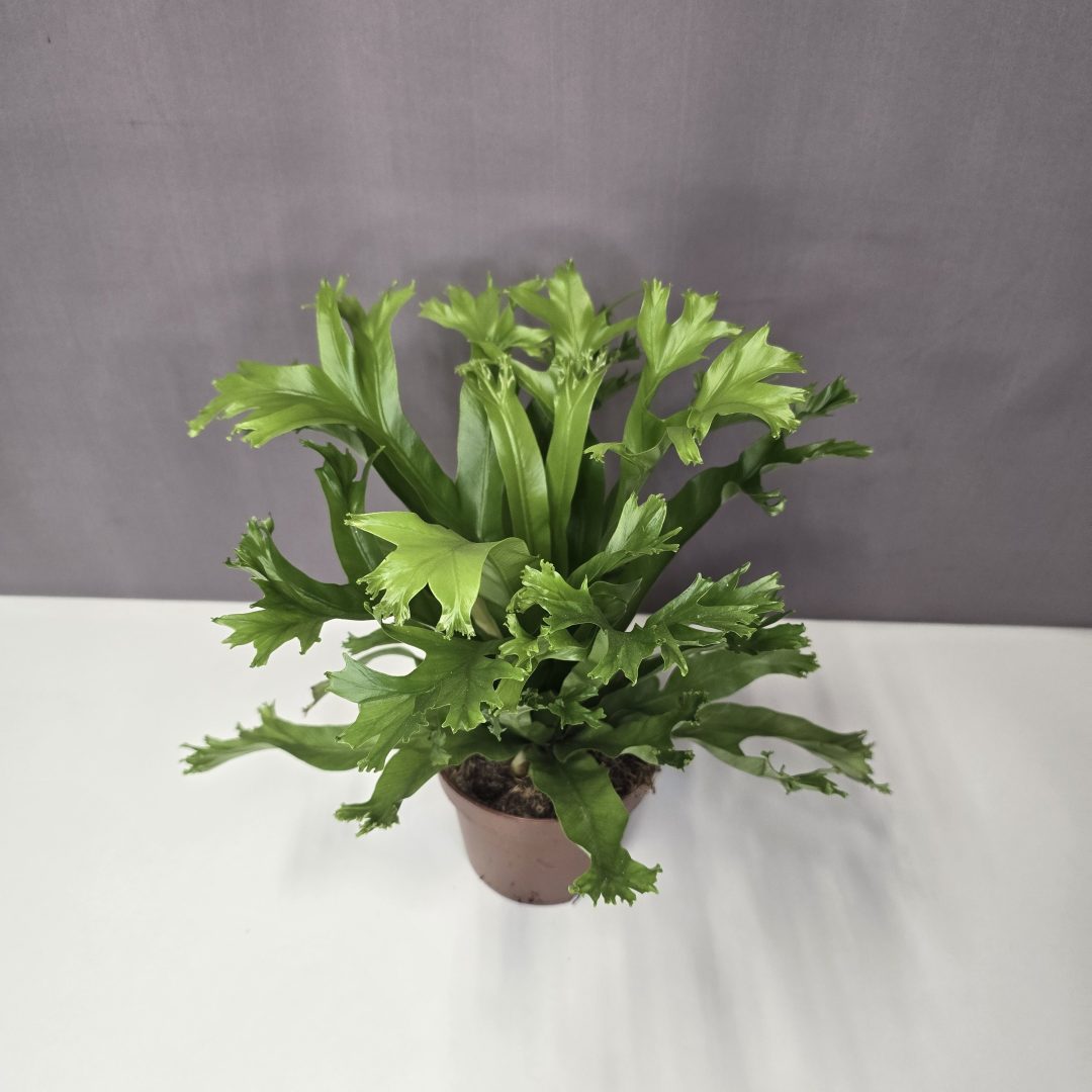 Asplenium Leslie 12/30