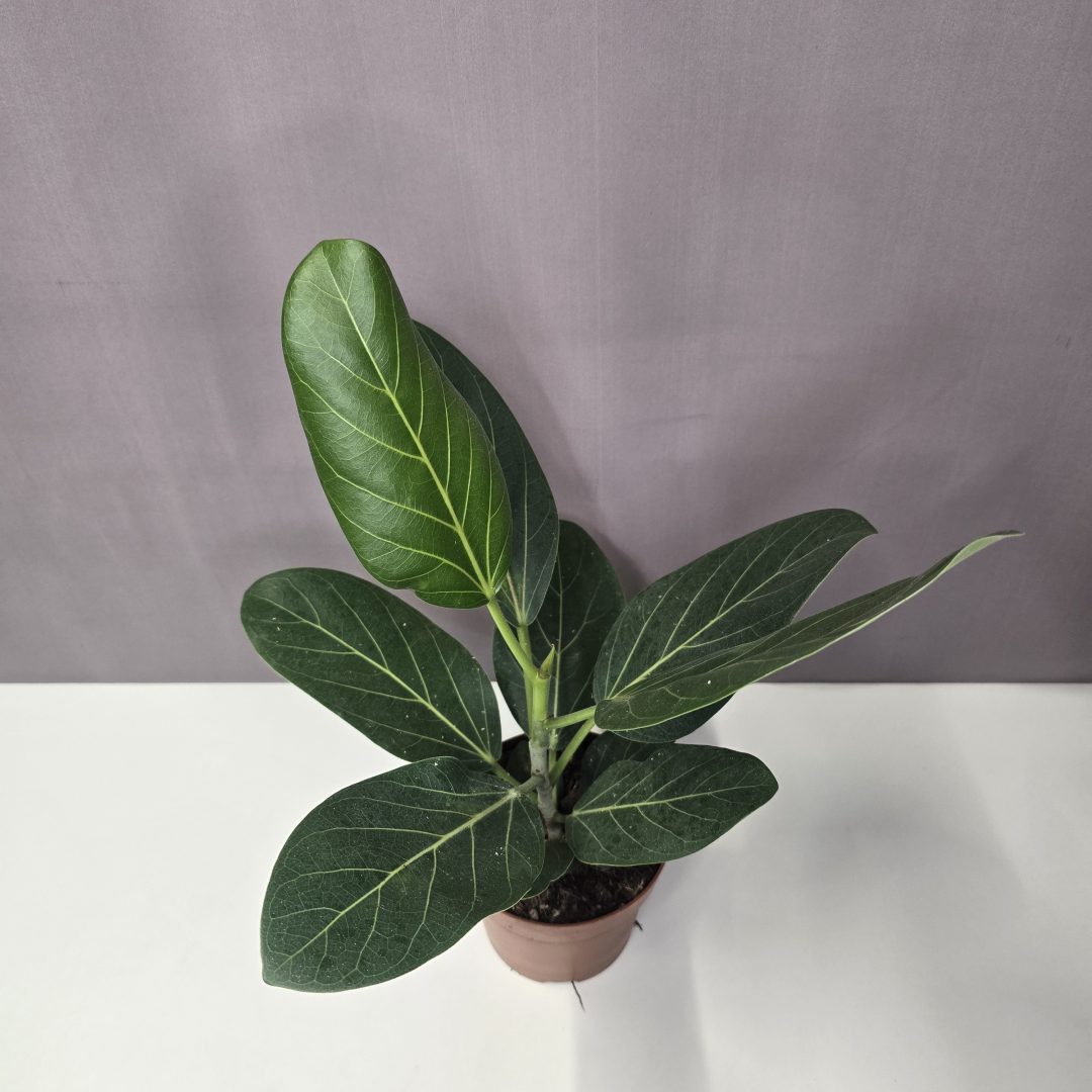 Ficus Audrey 12/35