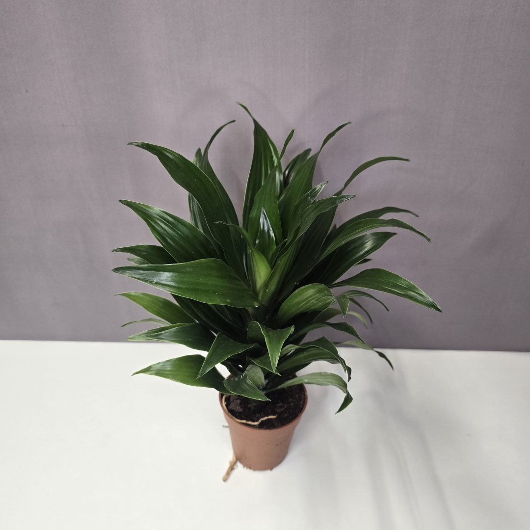 Dracaena fragrans 'Compacta' 10/30