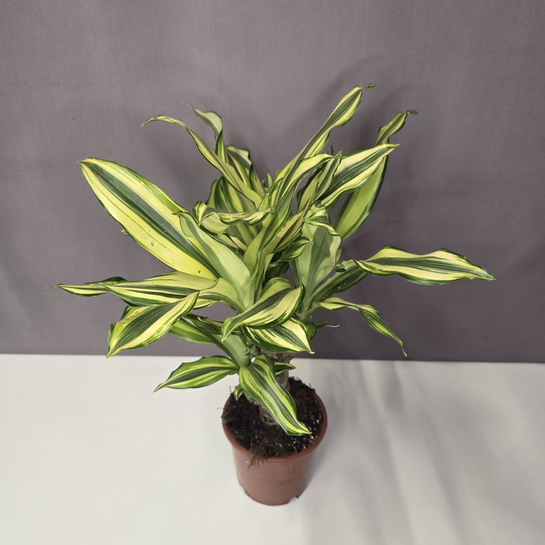 Dracaena fragrans 'Yellow Coast'