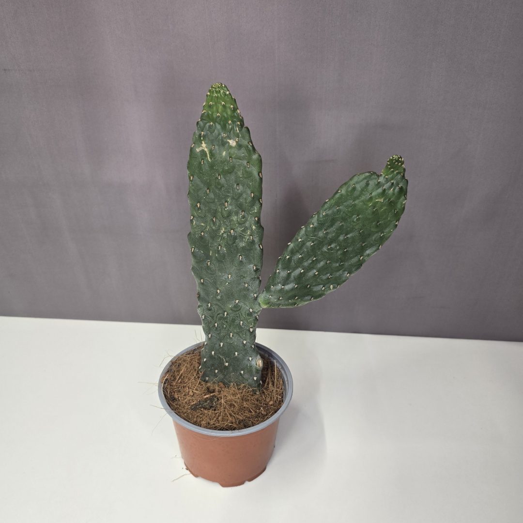 Opuntia consolea 12/30