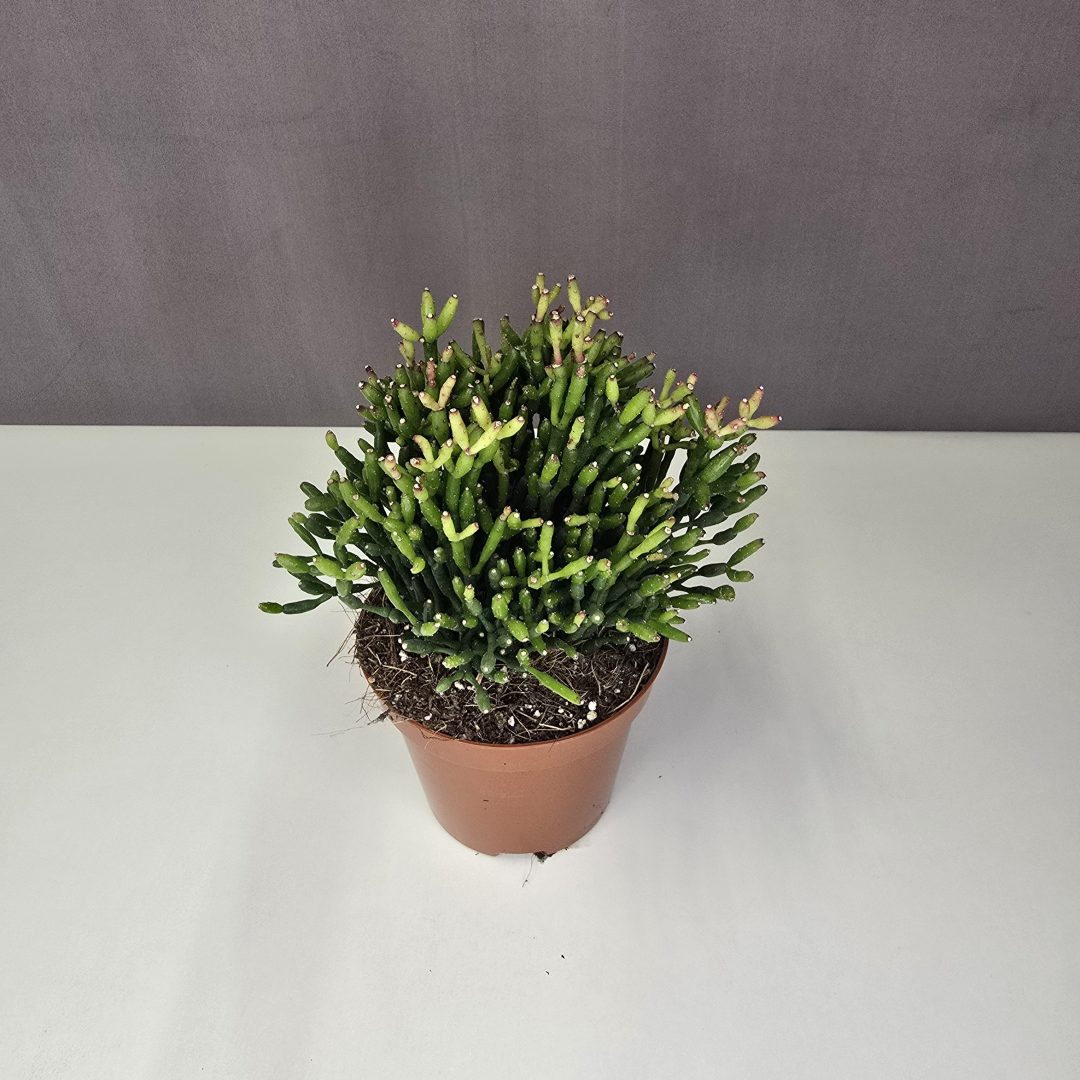 Rhipsalis baccifera - Vesszőkaktusz 10/20