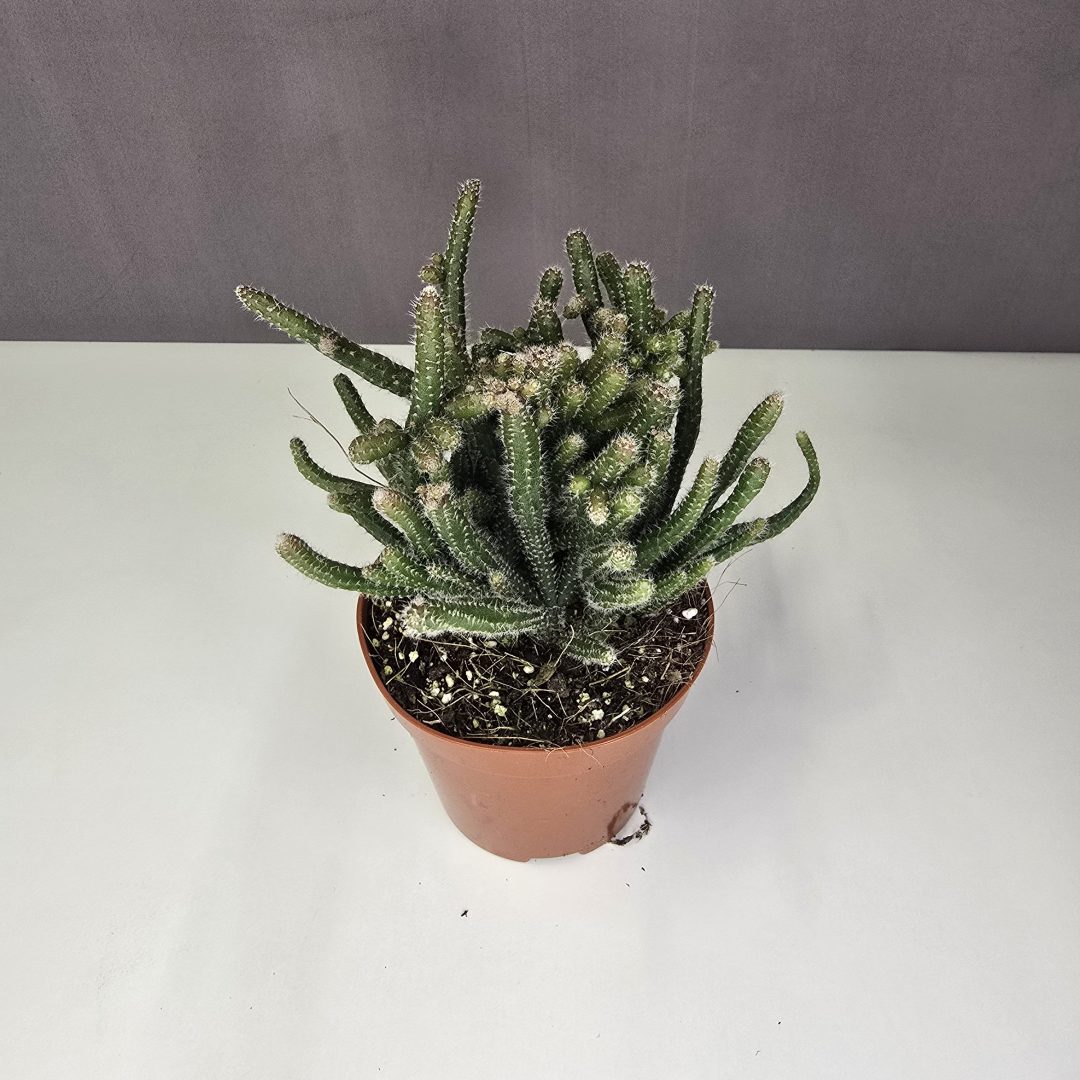 Rhipsalis baccifera horrida 10/15