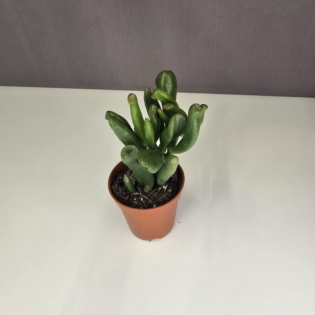 Crassula ovata 'Gollum' mini