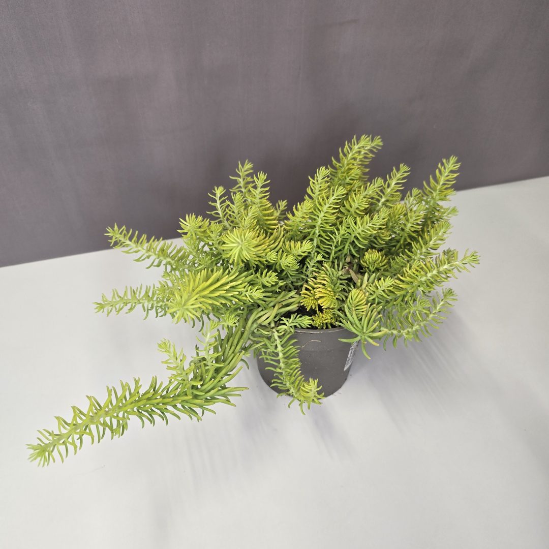 Sedum 'Winter Lemon' – Varjúháj 13/25