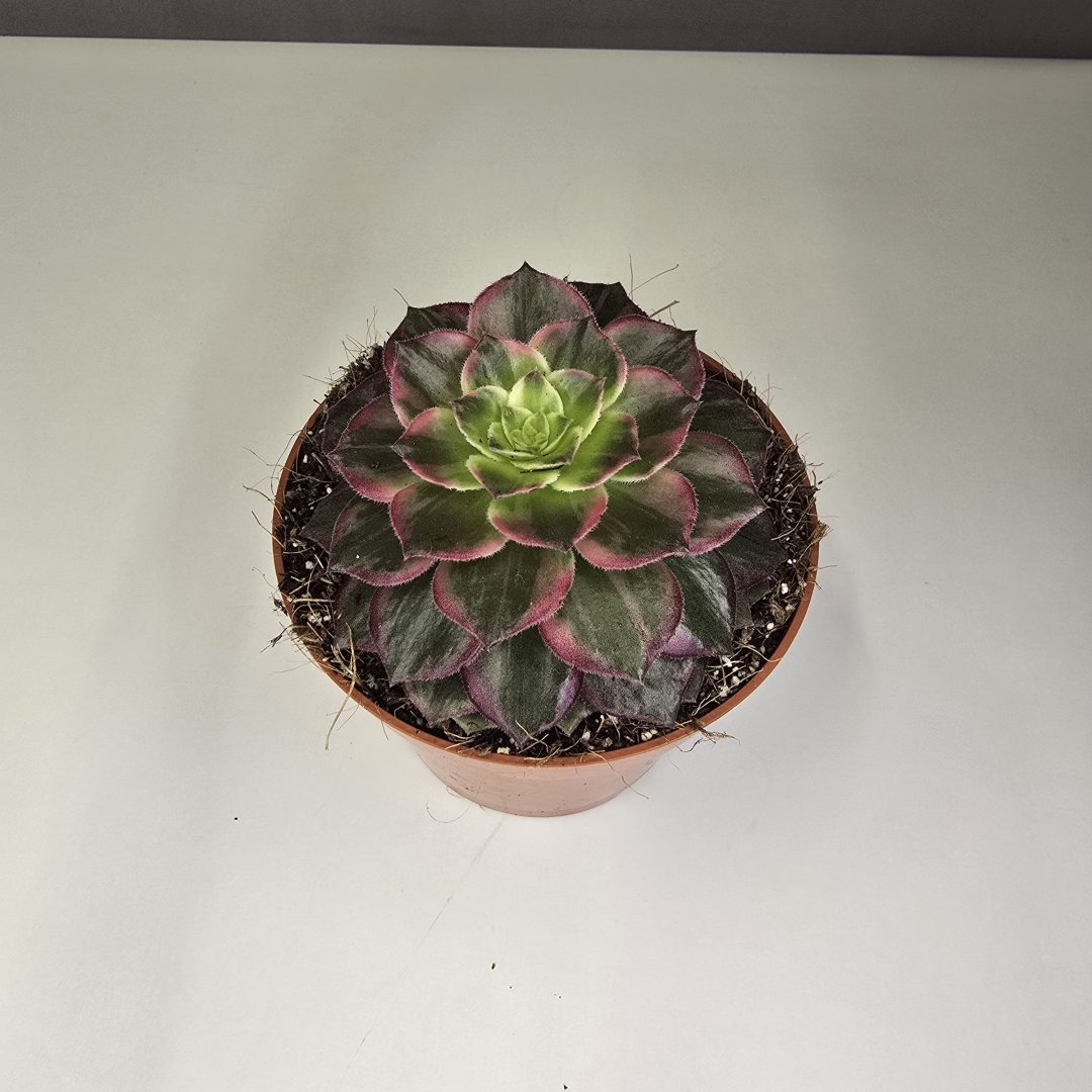Aeonium 'Black King Kong' 12/10
