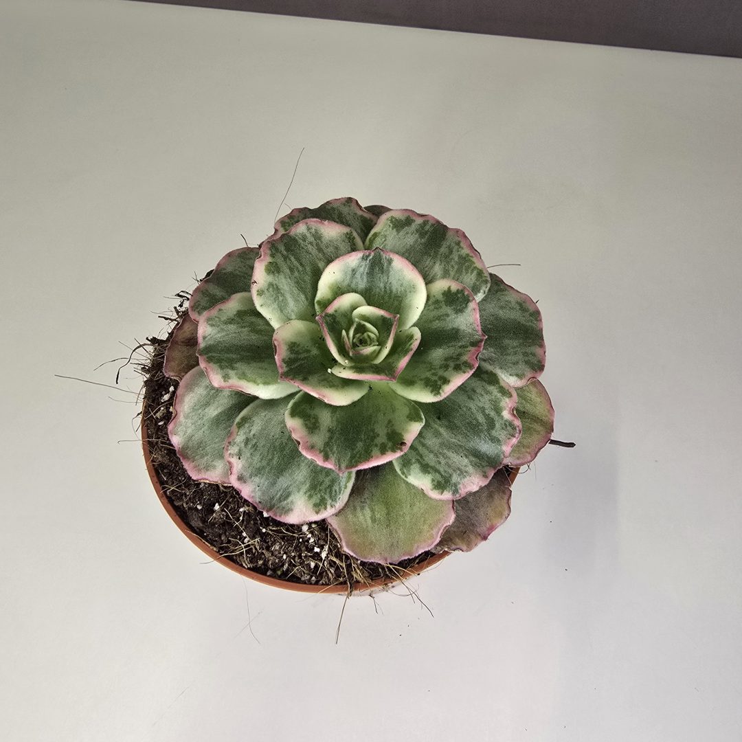 Aeonium 'Marnier Lapostlle' variegata 12/10