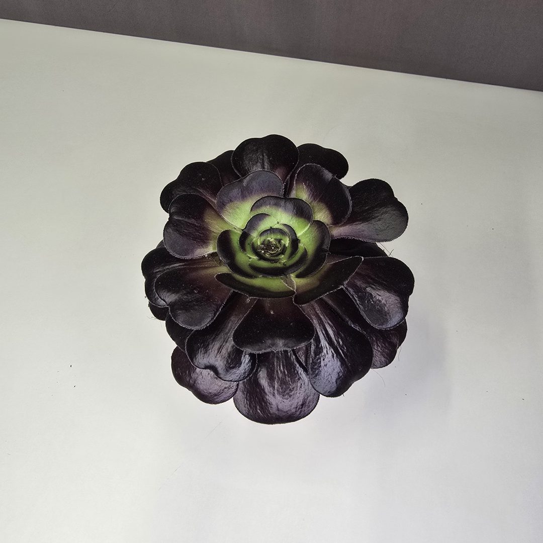 Aeonium arboreum 'Zwartkop 12/10