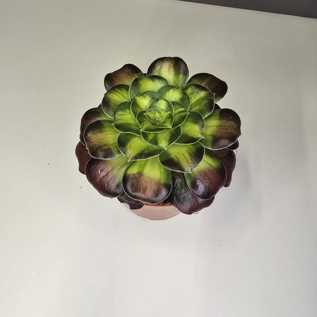 Aeonium 'Shaohua' 12/10