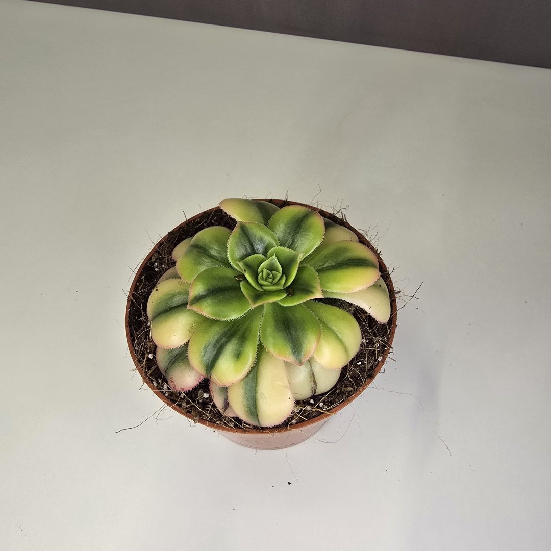 Aeonium 'Star Burst' 12/10