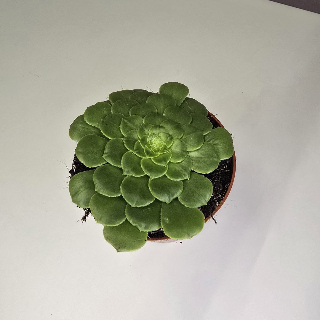 Aeonium 'Hime Meikyou' 12/10