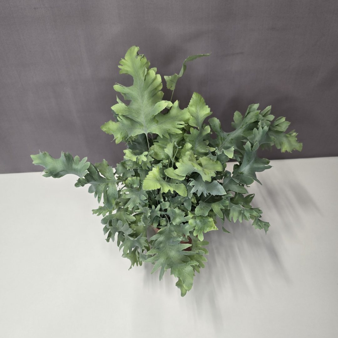 Narancspöttyös páfrány - Phlebodium aureum 'Davana' 10/25