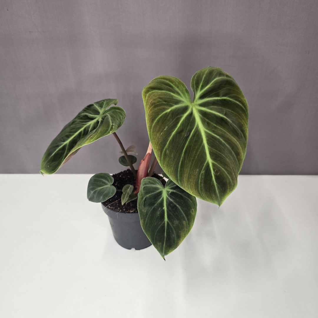 Philodendron 'El Choco Red' 12/25