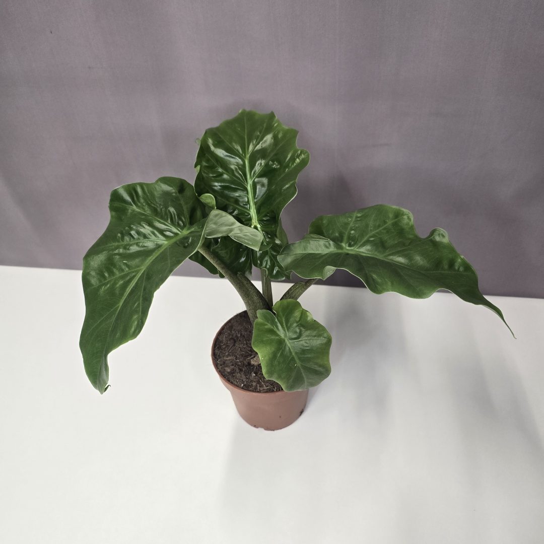Alocasia 'Low Rider' 12/30