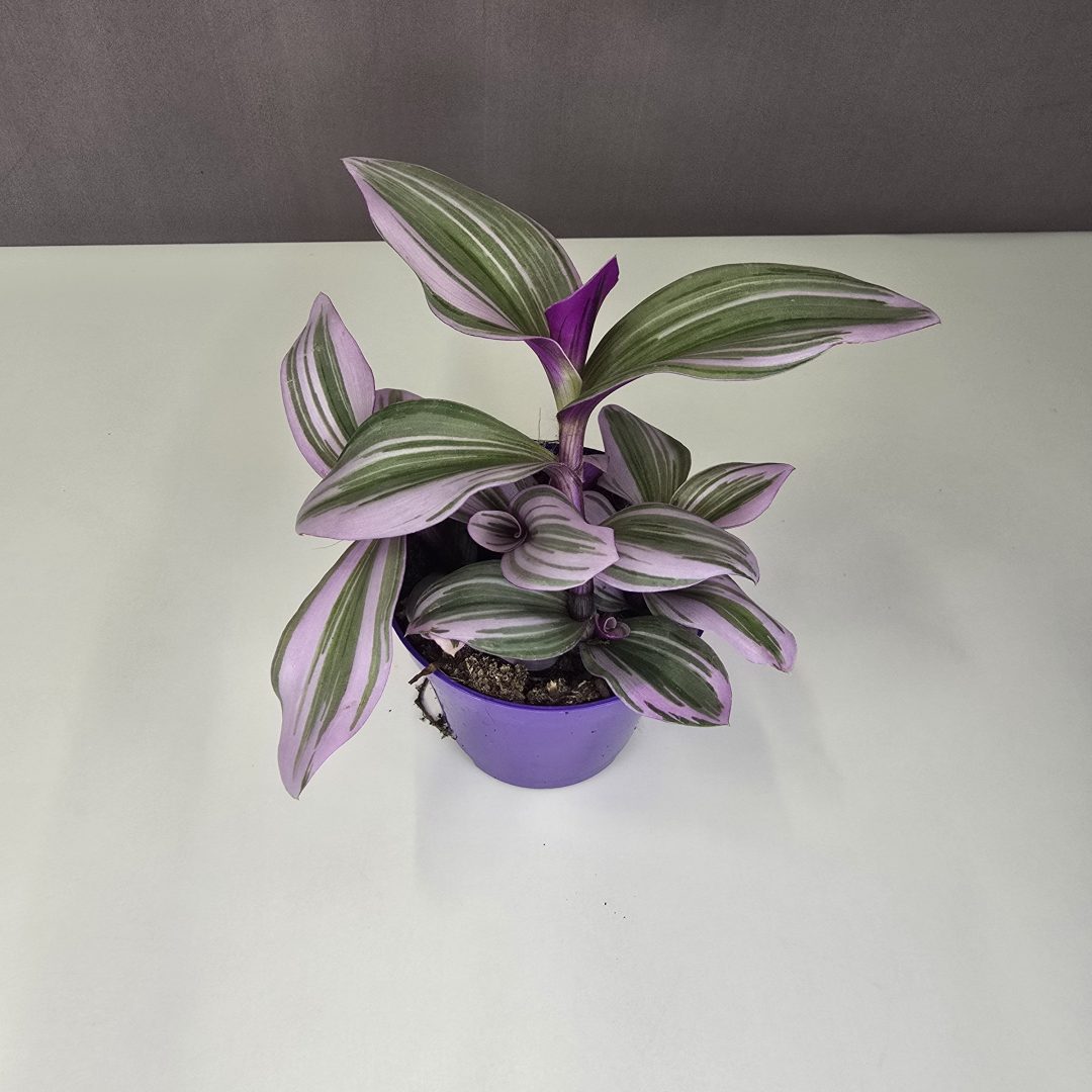 Tradescantia albiflora "Nanouk" 7/10