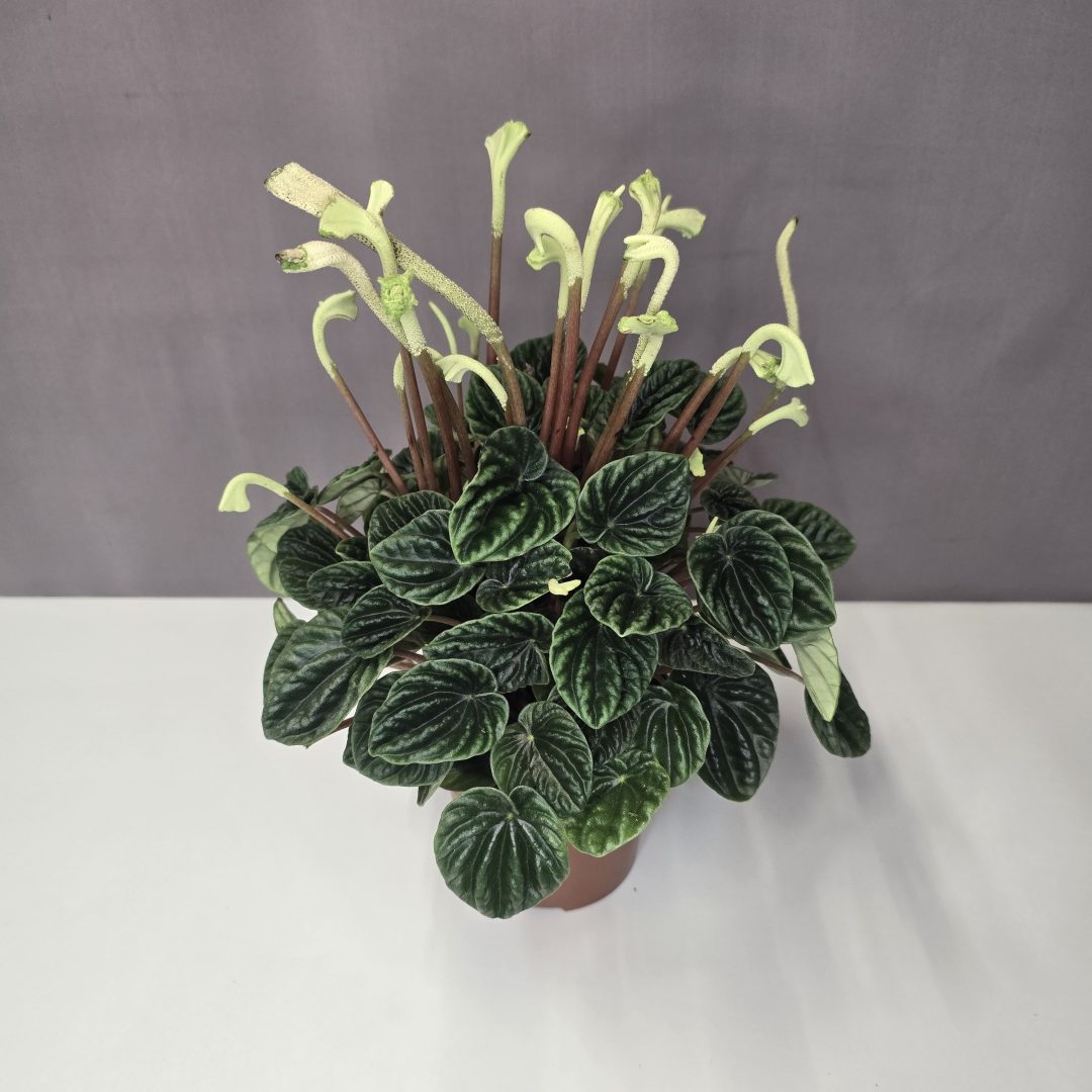 Ráncos törpebors - Peperomia caperata 12/30