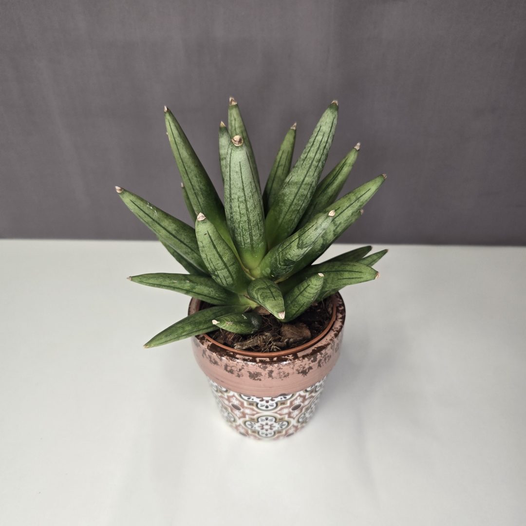 Sansevieria 'Boncellensis Hedgehog' + kerámia kaspó 10/25