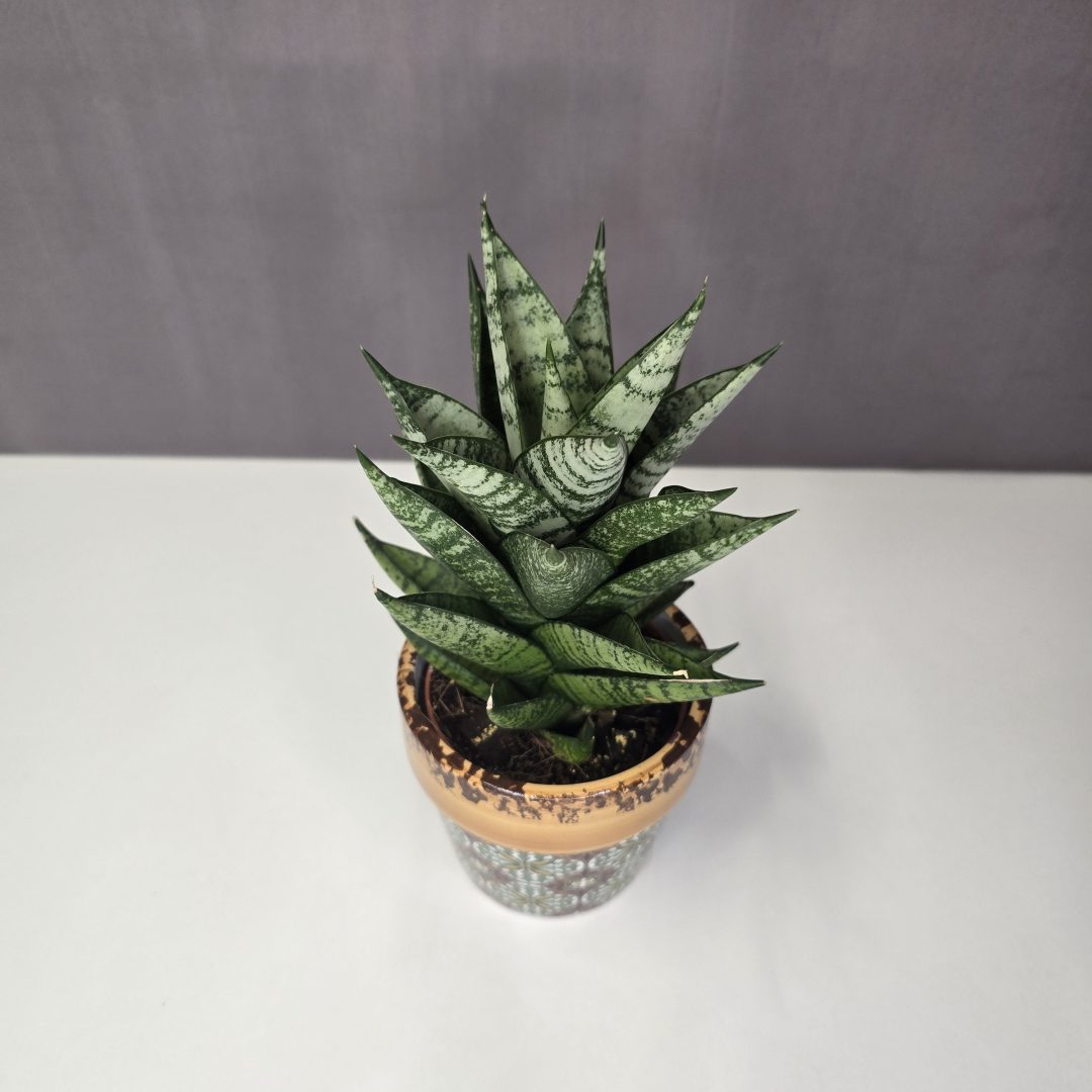 Sansevieria ‘Erlandel Crown’ kerámiában 10/25