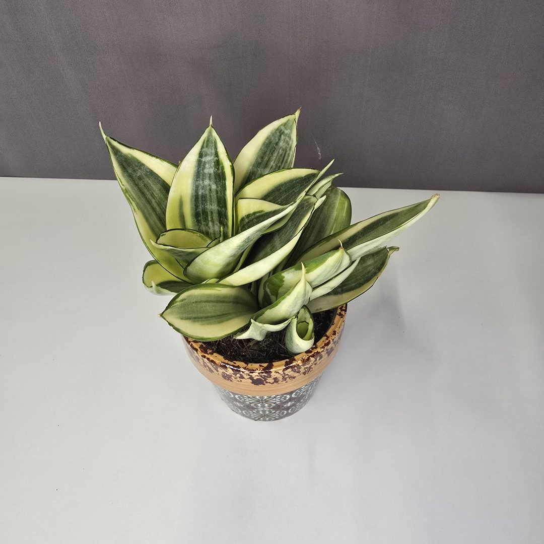 Sansevieria trifasciata 'Golden Hahnii'  kerámiában 10/25