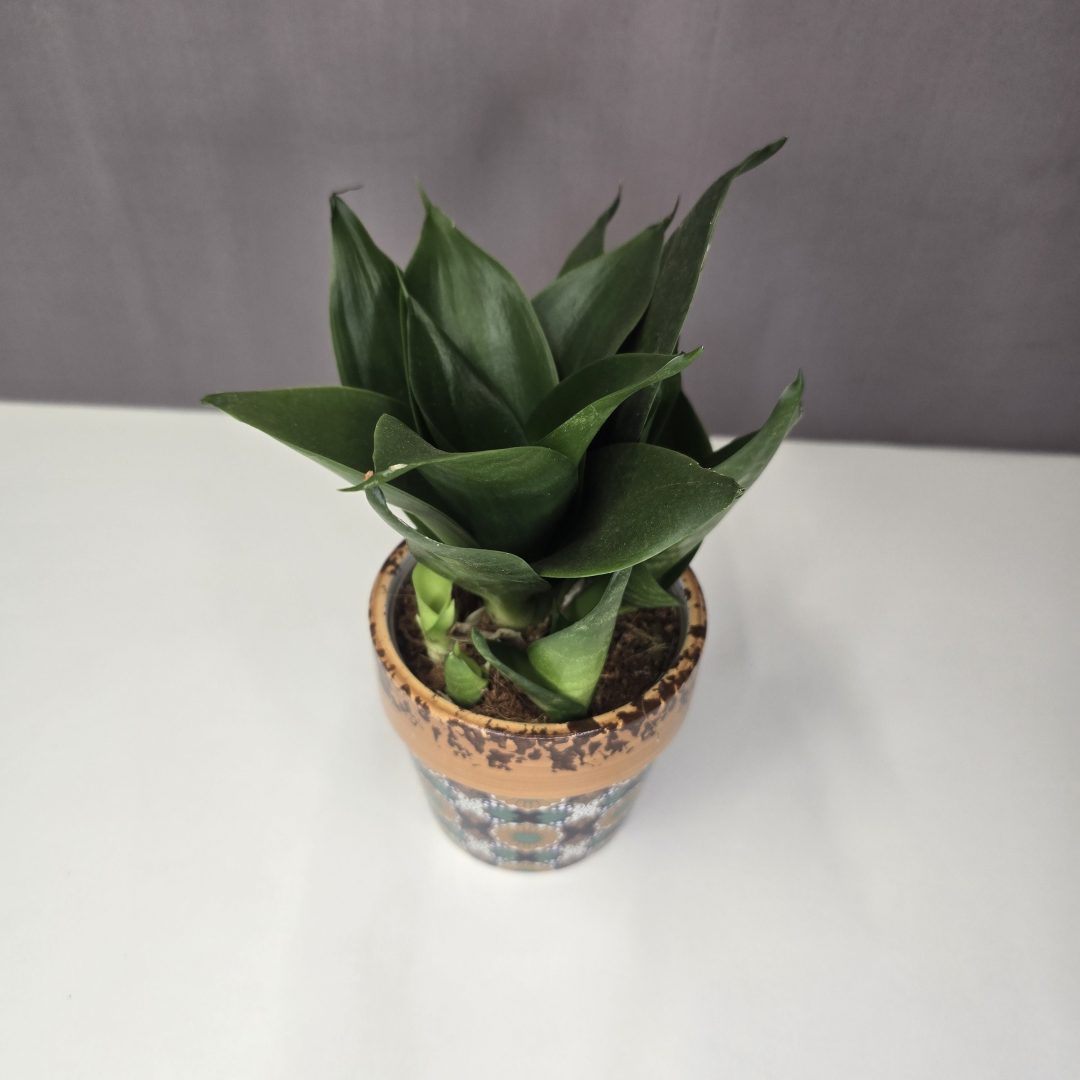 Sansevieria trifasciata 'Black Dragon' kerámiában 10/25