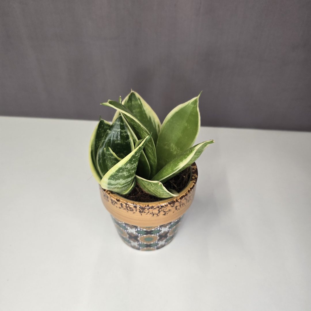 Sansevieria Golden Hahnii kerámiában 10/25