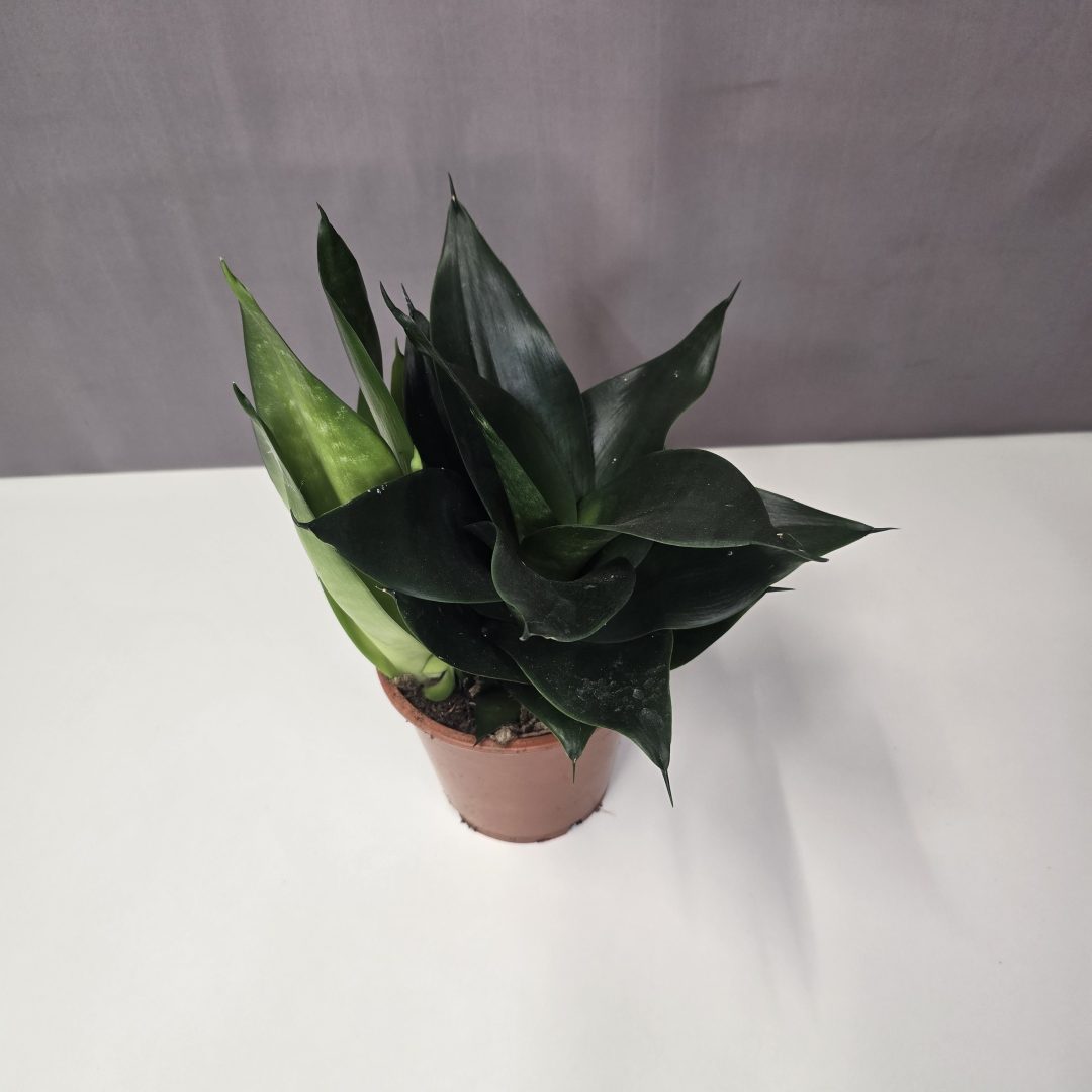Sansevieria trifasciata 'Black Dragon' 12/30