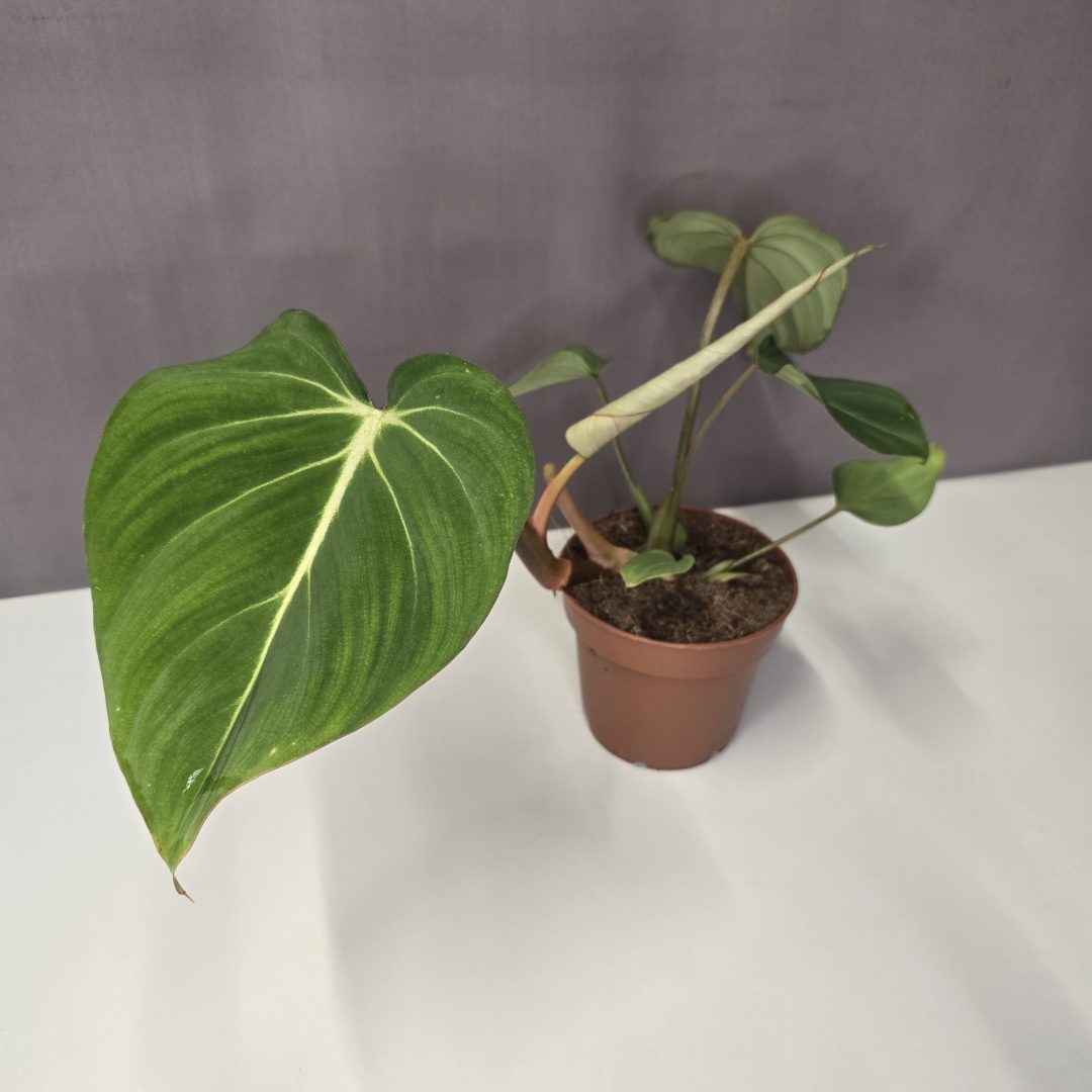 Philodendron 'Gloriosum' 12/30