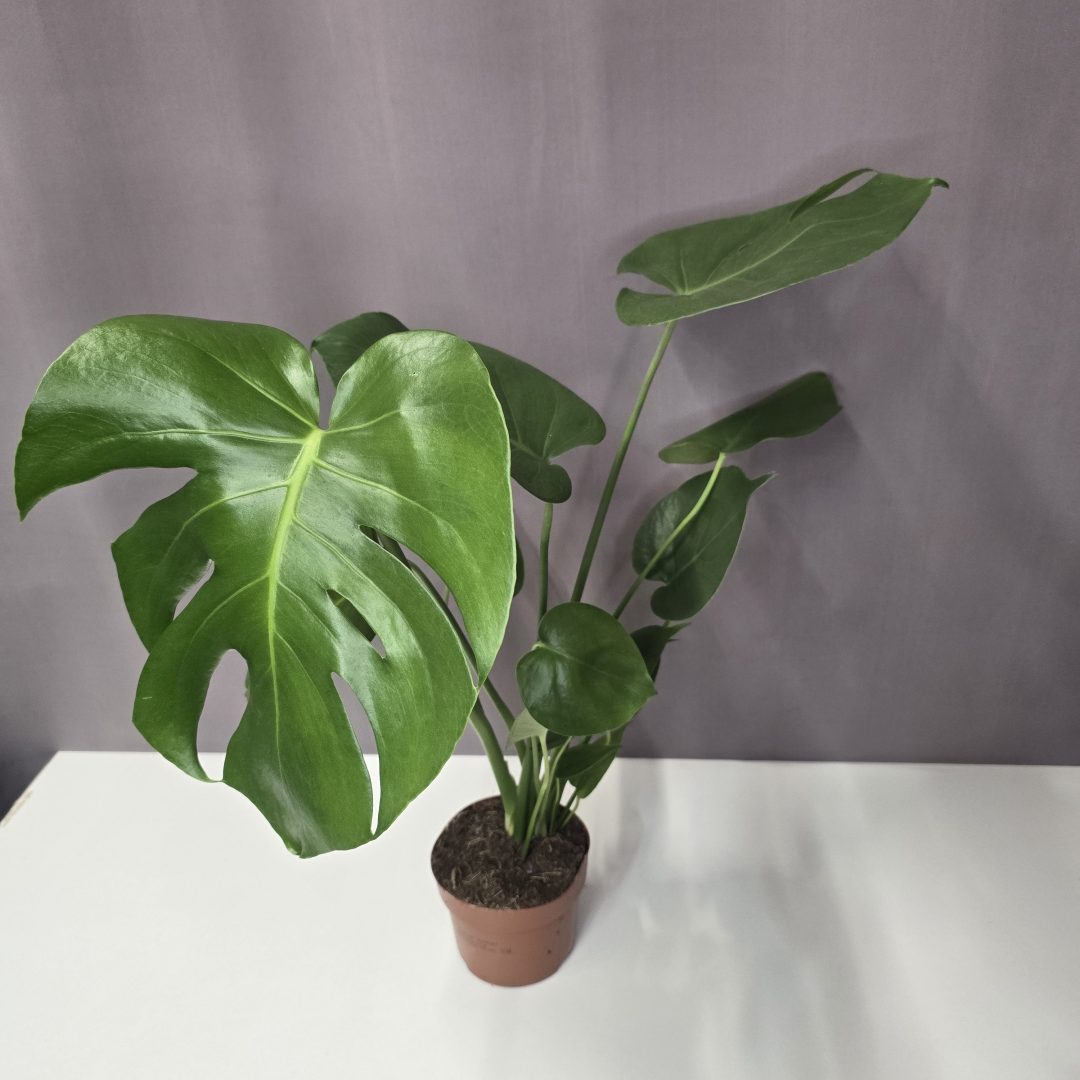 Monstera Deliciosa 12/50